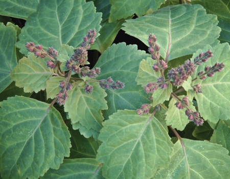 Common Scents: Patchouli