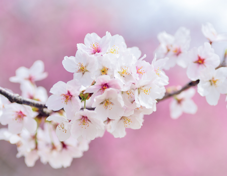 Fragrance Allergens