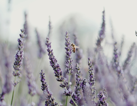 Common Scents: Lavender